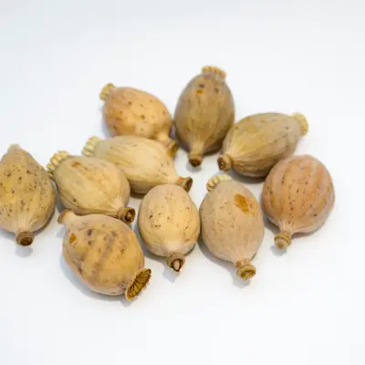 Small Poppy buds (900gm)