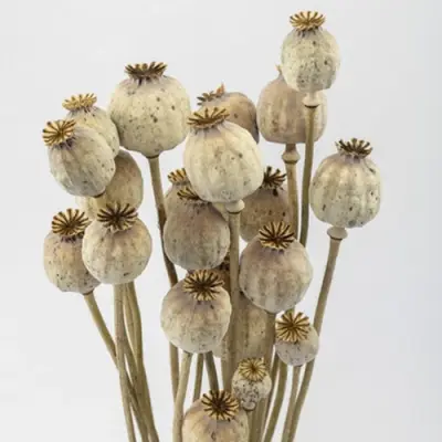 Small Poppy buds