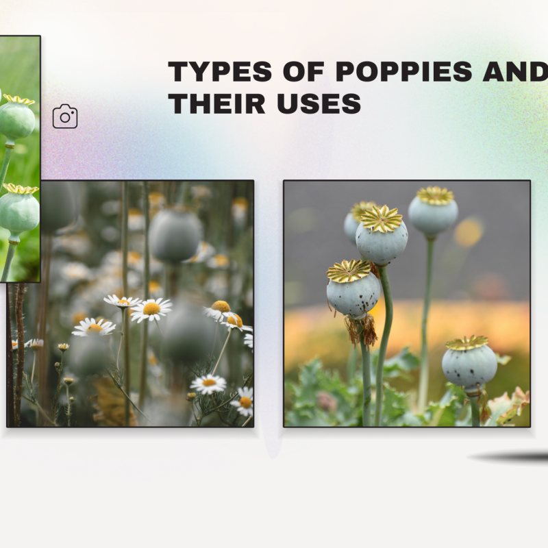 Poppy Pods: Types of Poppies and Their Uses