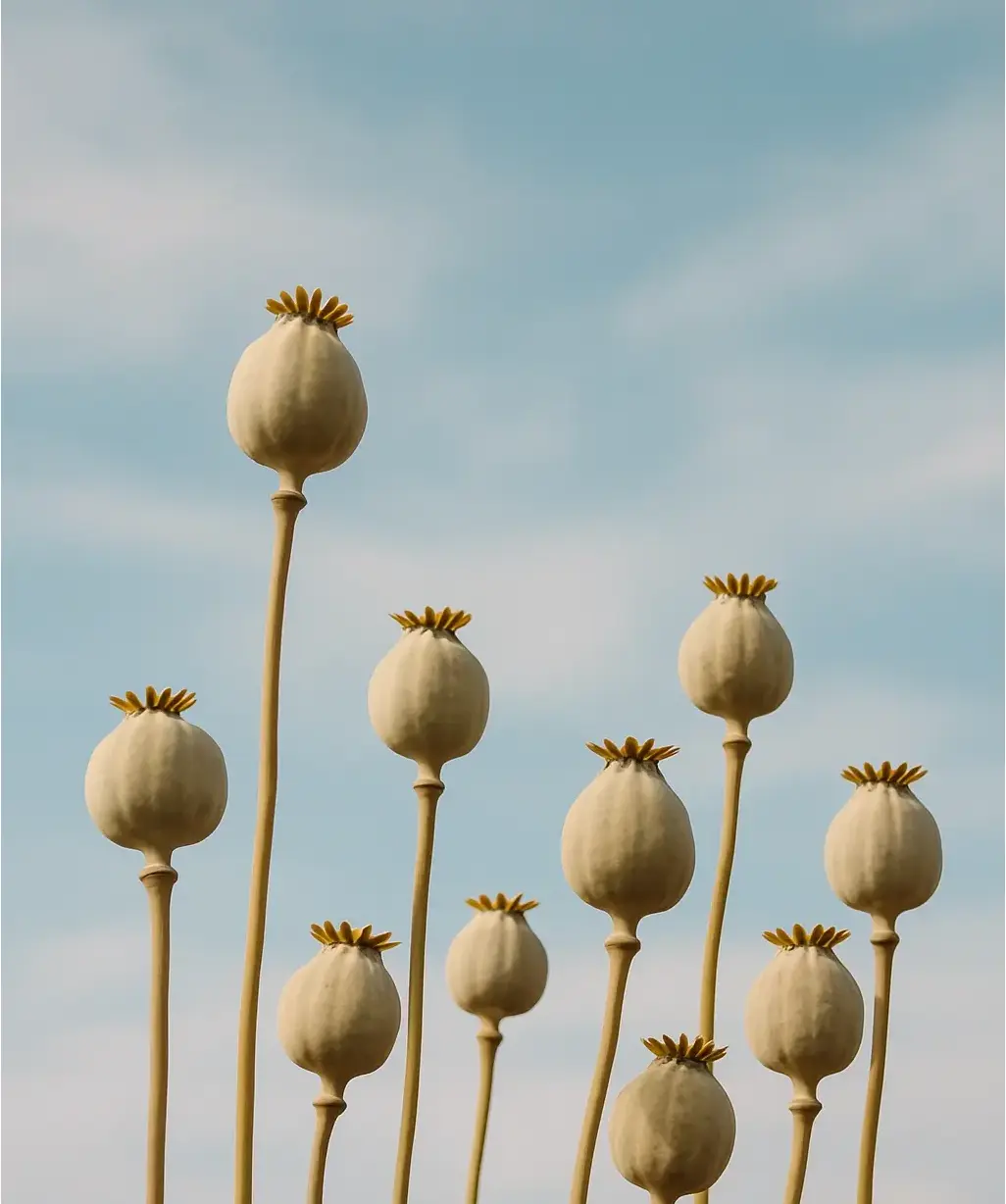 Poppy image