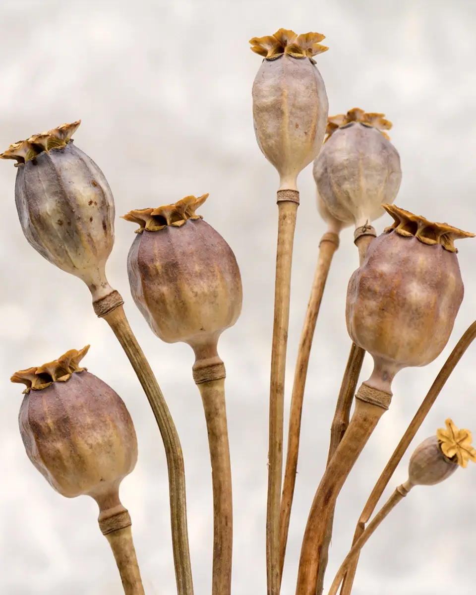 Poppy image