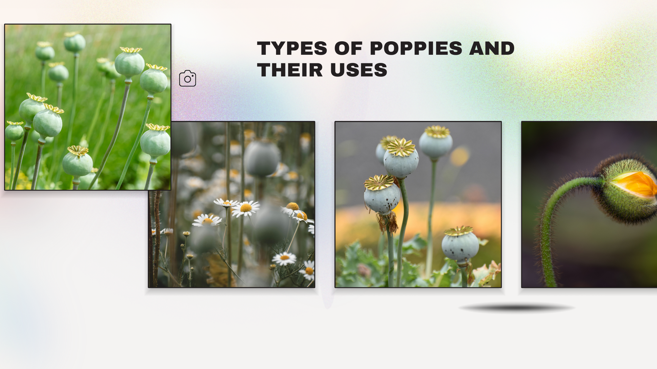 Poppy Pods: Types of Poppies and Their Uses